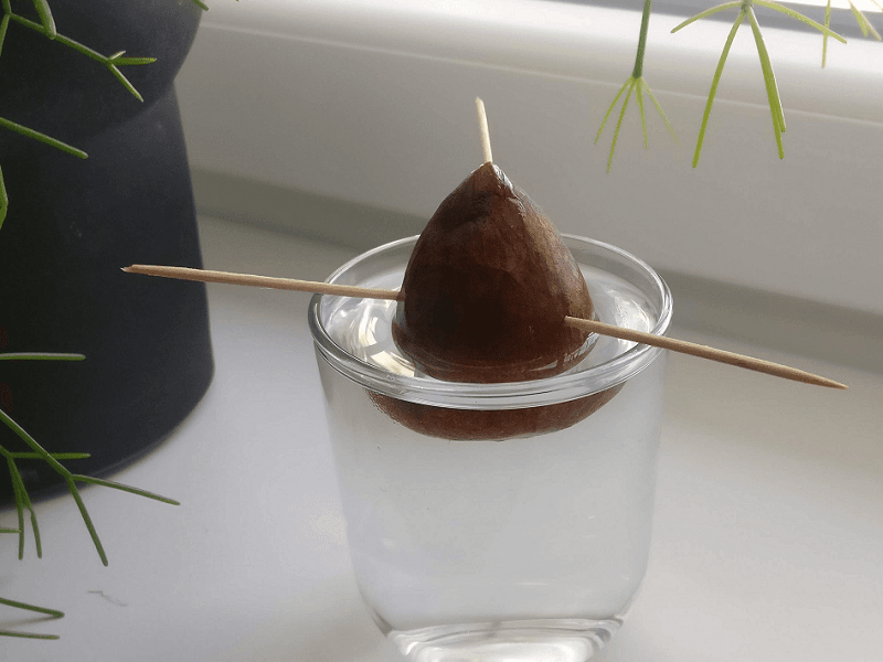 avokado